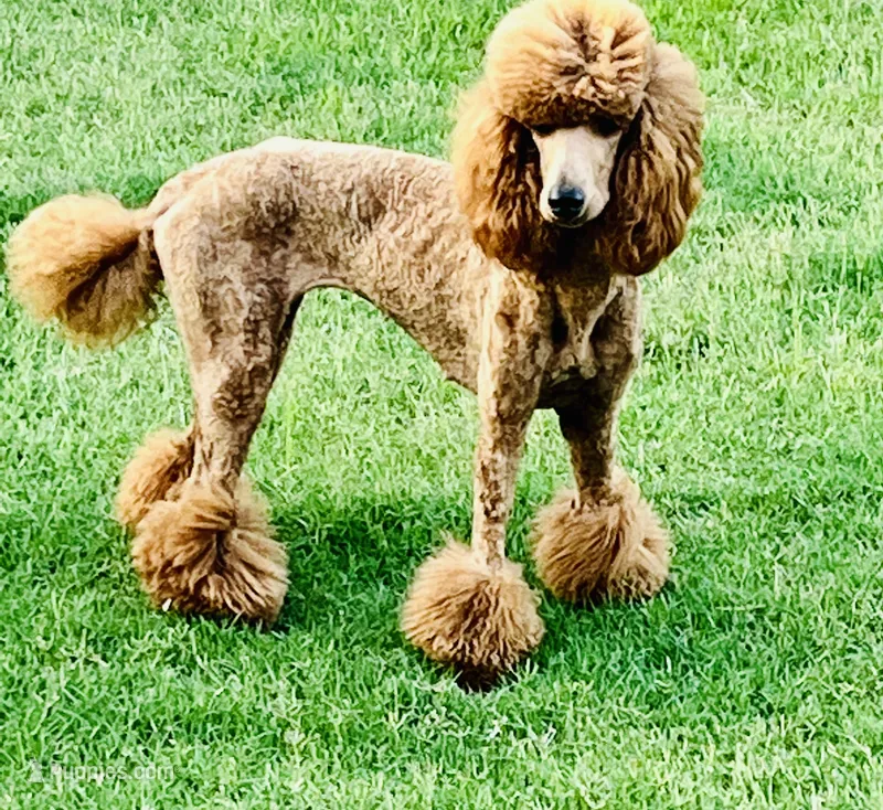 Apricot Standard Poodle – Poodle - Standard  puppy for sale in Dallas, TX