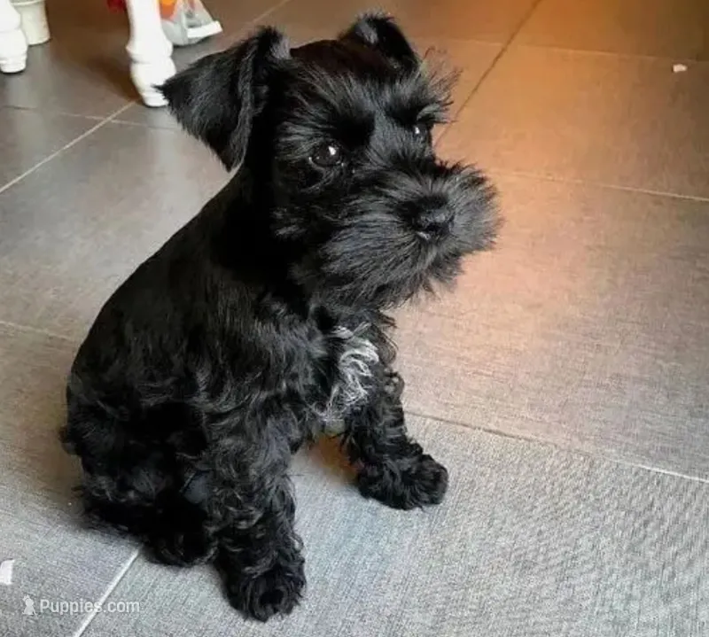 Black Girl  Miniature Schnauzer – Miniature Schnauzer puppy for sale in Dallas, TX