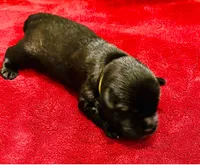 Black Girl  Miniature Schnauzer, a female Miniature Schnauzer for sale in Dallas, TX – 3 of 3