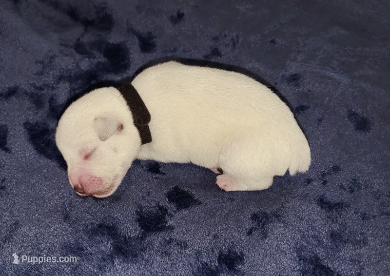 White – Miniature Schnauzer puppy for sale in Dallas, TX