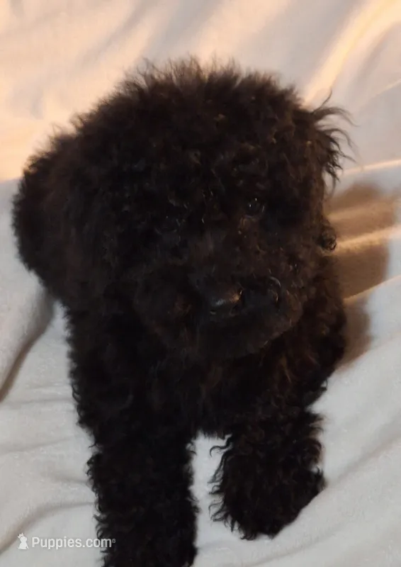 Toy  Schnoodles – Schnoodle puppy for sale in Dallas, TX