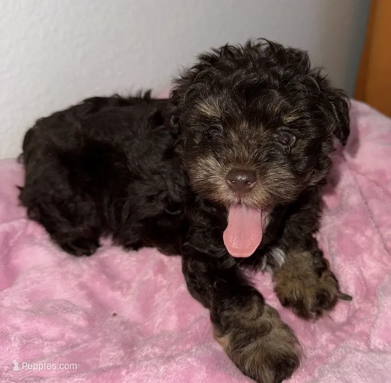 Toy Schnoodles – Schnoodle puppy for sale in Dallas, TX