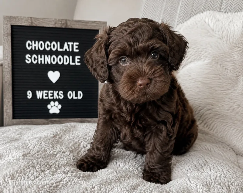 Toy Schnoodles, a male Schnoodle for sale in Dallas, TX – 1 of 1