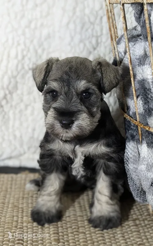 Salt and Pepper   – Miniature Schnauzer puppy for sale in Dallas, TX