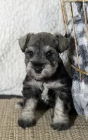 Salt and Pepper  , a female Miniature Schnauzer for sale in Dallas, TX – 1 of 1