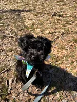 Vader, a male Poodle - Toy  for sale in West Helena, AR – Photo 3 of 3