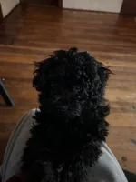 Vader, a male Poodle - Toy  for sale in West Helena, AR – Photo 1 of 3