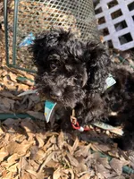 Vader, a male Poodle - Toy  for sale in West Helena, AR – Photo 2 of 3