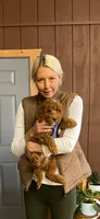 Pippin, a male English Goldendoodle for sale in Colorado Springs, CO – 3 of 8