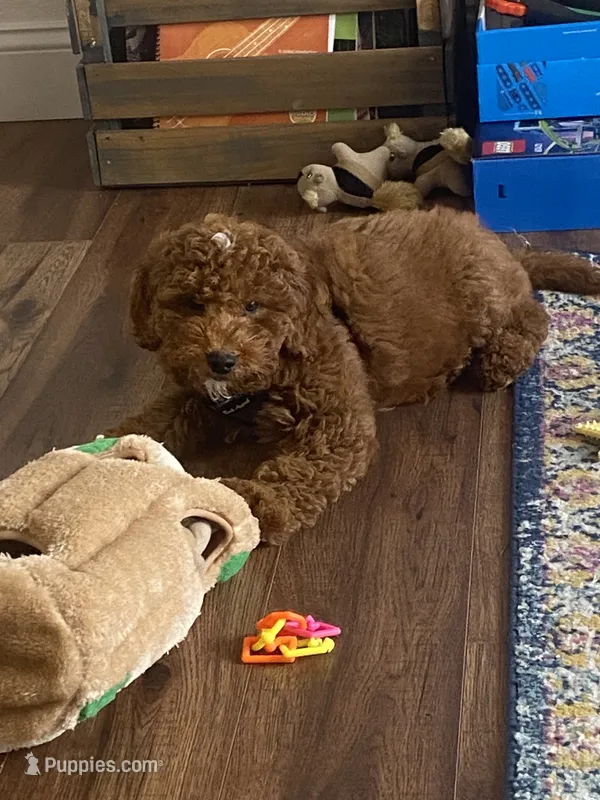 Pippin – English Goldendoodle puppy for sale in Colorado Springs, CO