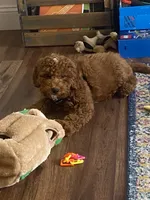 Pippin, a male English Goldendoodle for sale in Colorado Springs, CO – 1 of 8