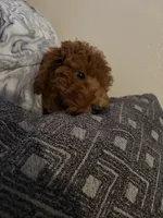 Pippin, a male English Goldendoodle for sale in Colorado Springs, CO – 7 of 8