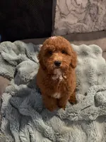 Pippin, a male English Goldendoodle for sale in Colorado Springs, CO – 4 of 8