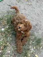 Pippin, a male English Goldendoodle for sale in Colorado Springs, CO – 5 of 8