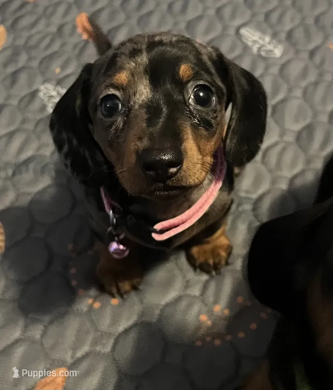 Opal – Miniature Dachshund puppy for sale in Colorado Springs, CO
