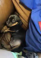 Rolly , a male Miniature Dachshund for sale in Colorado Springs, CO – 6 of 6