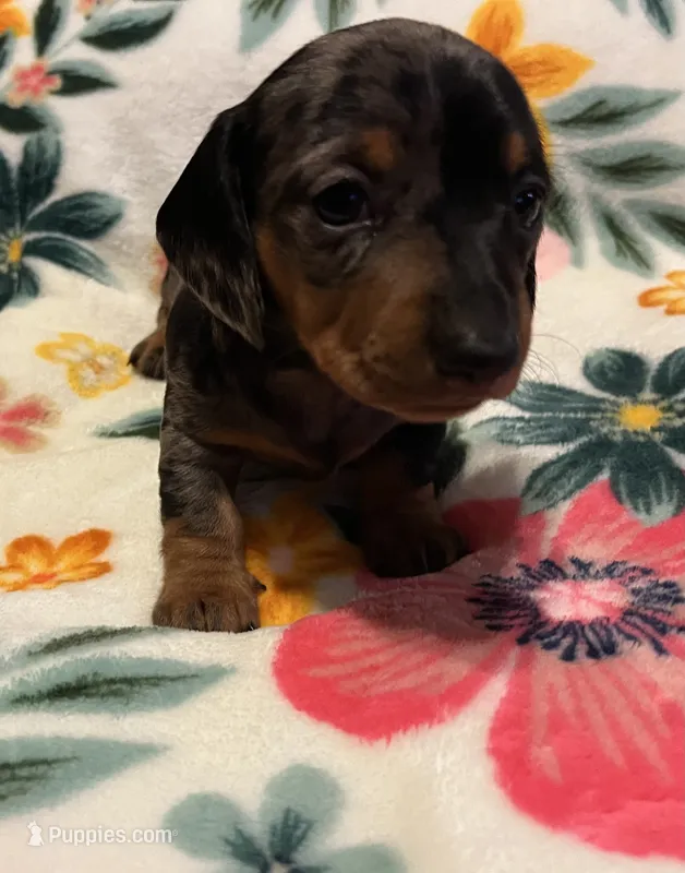 Opal – Miniature Dachshund puppy for sale in Colorado Springs, CO