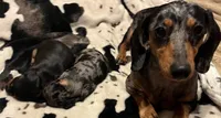 Opal, a female Miniature Dachshund for sale in Colorado Springs, CO – 5 of 10