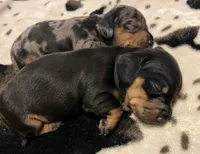 Rolly, a male Miniature Dachshund for sale in Colorado Springs, CO – 6 of 10
