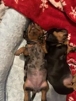Opal, a female Miniature Dachshund for sale in Colorado Springs, CO – 7 of 7