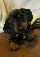 Opal, a female Miniature Dachshund for sale in Colorado Springs, CO – 1 of 7
