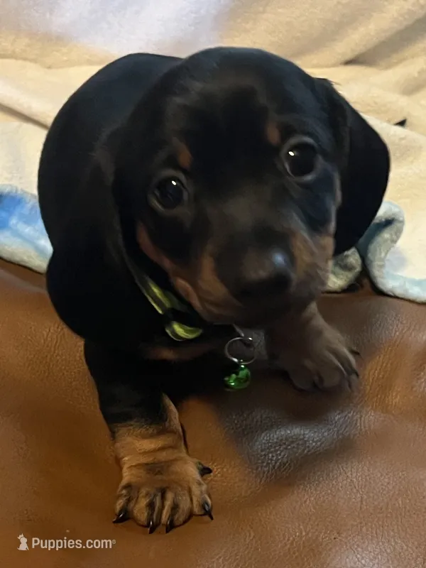 Rolly  – Miniature Dachshund puppy for sale in Colorado Springs, CO