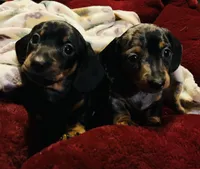 Rolly , a male Miniature Dachshund for sale in Colorado Springs, CO – 4 of 6