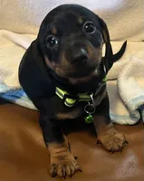 Rolly , a male Miniature Dachshund for sale in Colorado Springs, CO – 2 of 6
