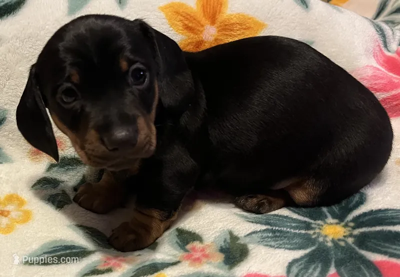 Rolly – Miniature Dachshund puppy for sale in Colorado Springs, CO