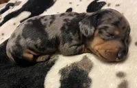 Opal, a female Miniature Dachshund for sale in Colorado Springs, CO – 4 of 10