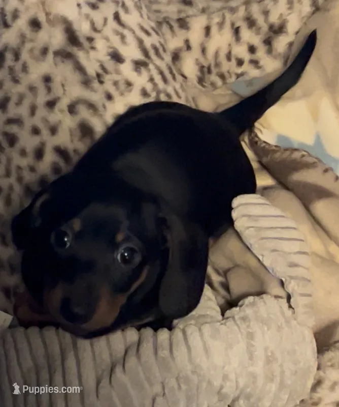 Rolly  – Miniature Dachshund puppy for sale in Colorado Springs, CO