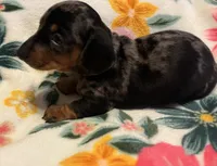 Opal, a female Miniature Dachshund for sale in Colorado Springs, CO – 3 of 10