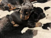 Opal, a female Miniature Dachshund for sale in Colorado Springs, CO – 9 of 10