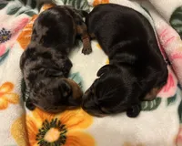 Rolly, a male Miniature Dachshund for sale in Colorado Springs, CO – 9 of 10