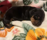 Rolly, a male Miniature Dachshund for sale in Colorado Springs, CO – 10 of 10