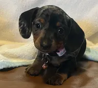 Opal, a female Miniature Dachshund for sale in Colorado Springs, CO – 2 of 7
