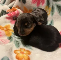 Opal, a female Miniature Dachshund for sale in Colorado Springs, CO – 6 of 10