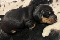 Rolly, a male Miniature Dachshund for sale in Colorado Springs, CO – 7 of 10