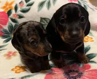 Rolly, a male Miniature Dachshund for sale in Colorado Springs, CO – 2 of 10