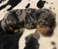 Opal, a female Miniature Dachshund for sale in Colorado Springs, CO – 8 of 10