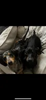 Opal, a female Miniature Dachshund for sale in Colorado Springs, CO – 10 of 10