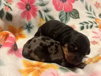 Rolly, a male Miniature Dachshund for sale in Colorado Springs, CO – 8 of 10