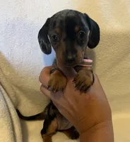 Opal, a female Miniature Dachshund for sale in Colorado Springs, CO – 5 of 7
