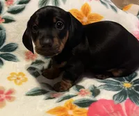 Rolly, a male Miniature Dachshund for sale in Colorado Springs, CO – 3 of 10