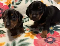 Opal, a female Miniature Dachshund for sale in Colorado Springs, CO – 2 of 10