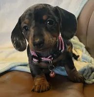 Opal, a female Miniature Dachshund for sale in Colorado Springs, CO – 4 of 7
