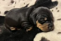 Rolly, a male Miniature Dachshund for sale in Colorado Springs, CO – 5 of 10