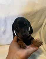 Rolly , a male Miniature Dachshund for sale in Colorado Springs, CO – 5 of 6