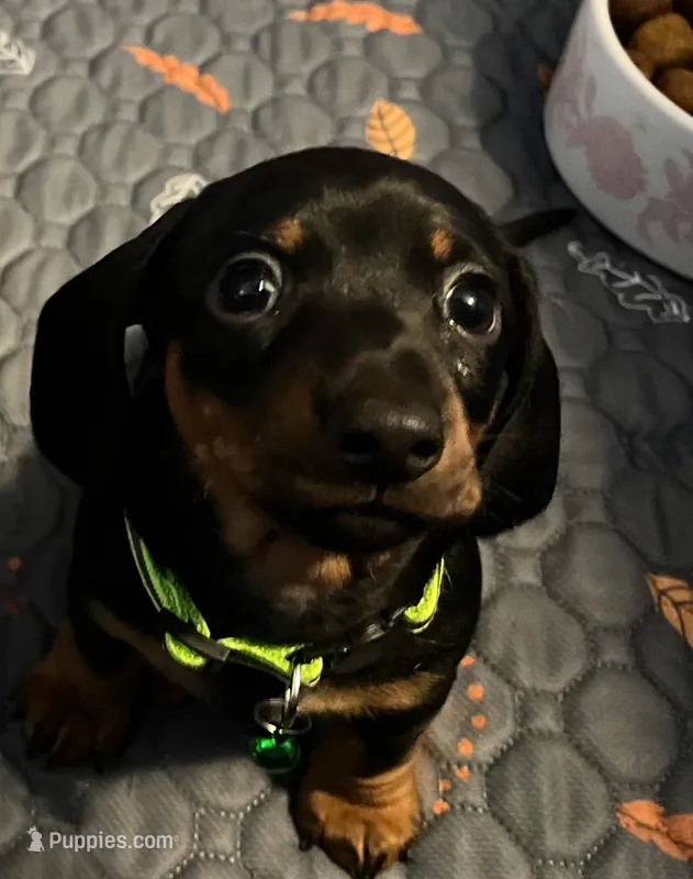 Rolly  – Miniature Dachshund puppy for sale in Colorado Springs, CO