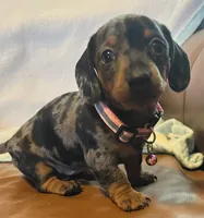 Opal, a female Miniature Dachshund for sale in Colorado Springs, CO – 3 of 7
